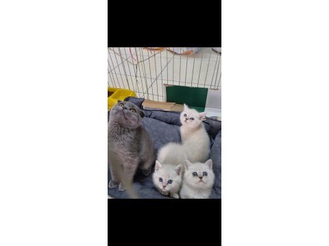 Beyazlar 2 aylık gri 3 aylık kalite bebek kediler