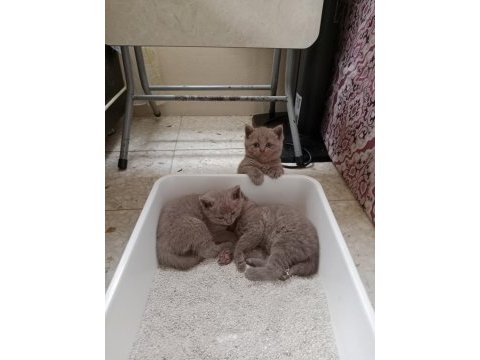 British shorthair kediler