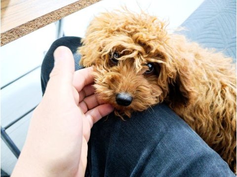 4.5 aylık dişi teacup poodle