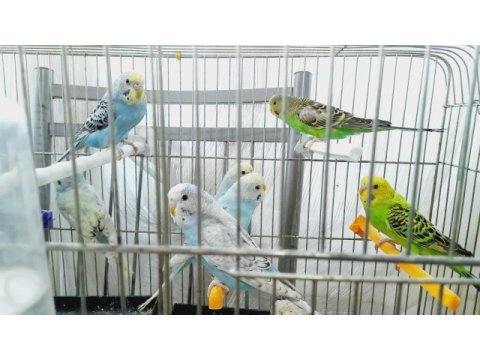 Yavru ve yetişkin muhabbet kuşu
