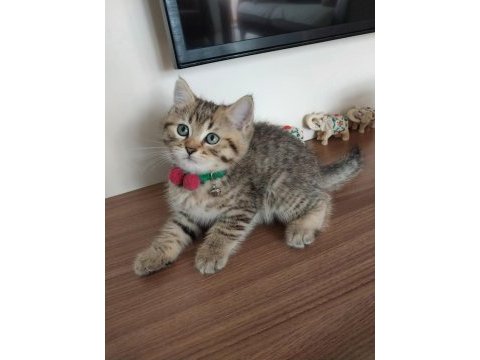 Scottish fold bebeğimiz