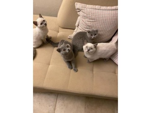 1 mayıs doğumlu scottish fold ve british blue point