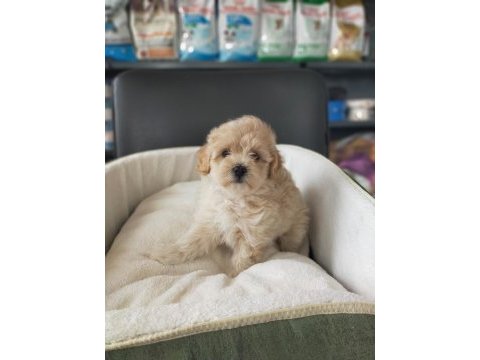 Sıfır numara maltipoo dişi bebeklerimiz