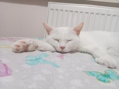 3 yaşında dişi british shorthair