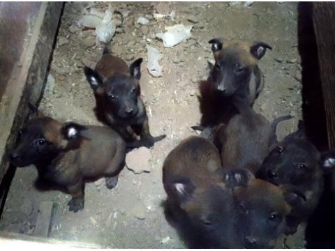 Kişi ve alan koruma malinois