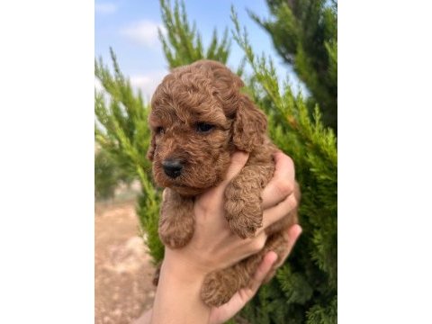 Toy poodle red brown