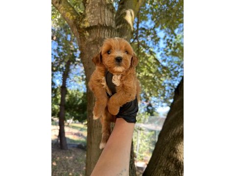 Dişi erkek maltipoo 