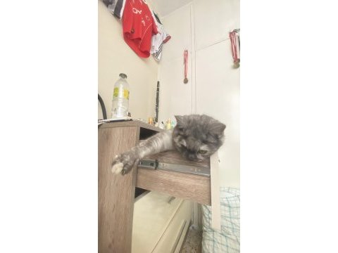 1 yaşında evcil aşıları tamam british shorthair