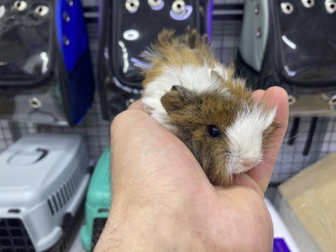 Ginepig yavrularımız