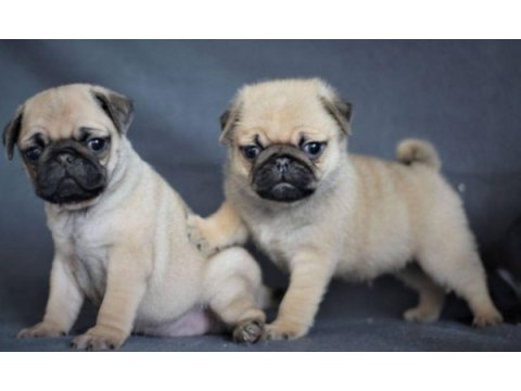 Irk ve sağlık garantili pug yavrular