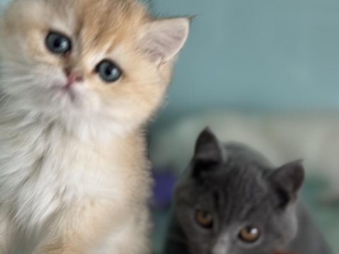 Ankarada ziyarete açık ny12 golden british shorthair