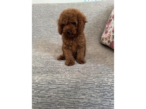 Toy poodle yavru köpeklerimiz