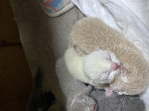 1 haftalık british shorthair