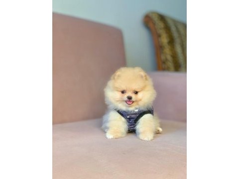 Safkan pomeranian boo yavrularımız