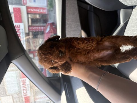 Red toy poodle yavrularım 