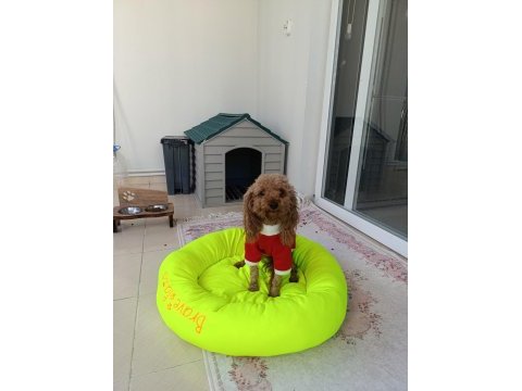 4 yaşında dişi poodle