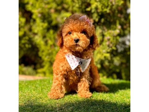 Show kalite teacup wc eğitimli maltipoo yavrularımız
