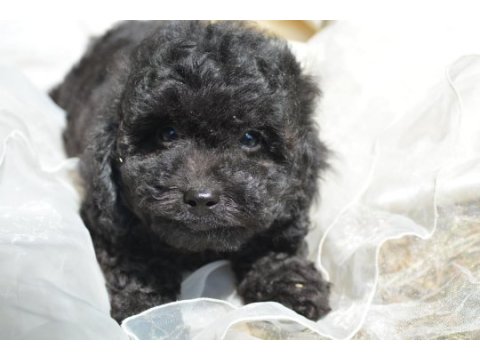 Siyah inci toy poodle bebekler