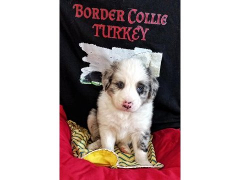 Merle border collie bebeklerimiz