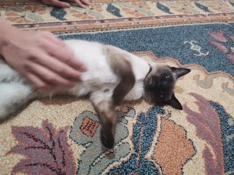 Siyam kedisi damat adaylarını bekleriz
