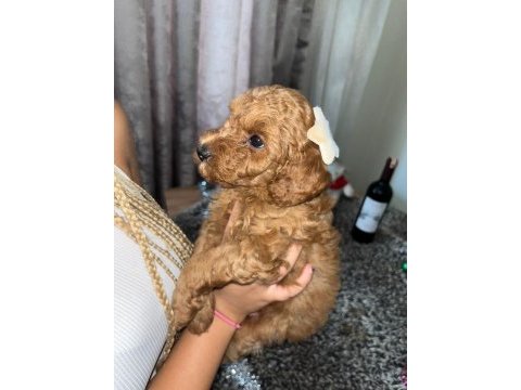 Toy poodle 15 aylık yavrular