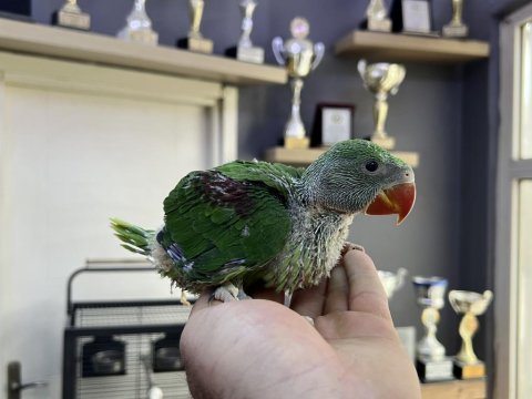 El besleme yerli üretim bebek alexander papağanlarımız