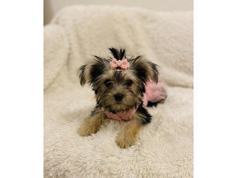 Teddy yorkie bebek