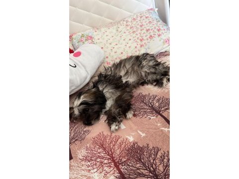 Terrier poodle kırması yavrular
