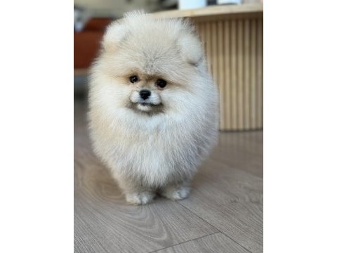 Üst düzey dişi pomeranian boo