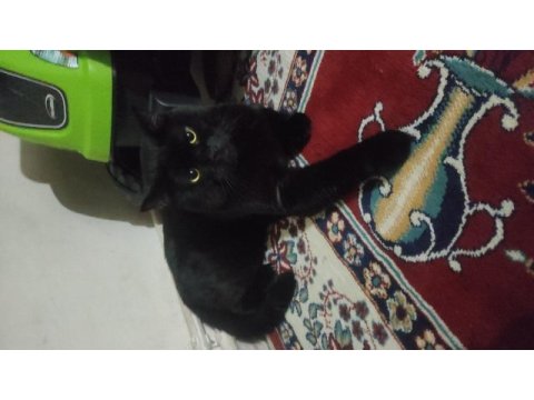 British shorthair panter dumanım