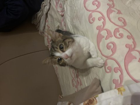 Oyuncu tekir kedisi