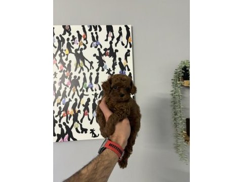 Kore orjinal toy poodle en minik boy bebeklerim