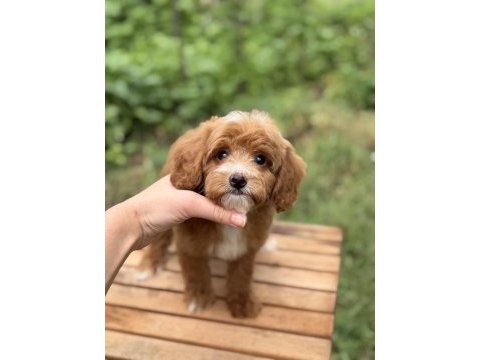 Party colour erkek maltipoo baby face