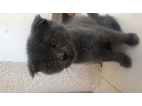 Kırık kulak erkek yavru