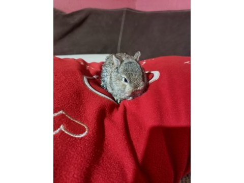 Cüce yerli yavru tavşan