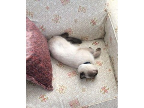 Kedimiz boncuk için yuva arıyoruz