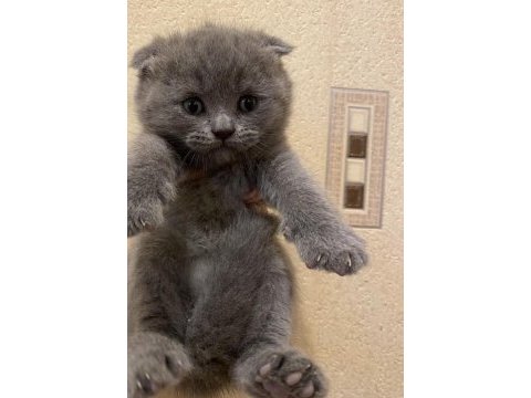 1 erkek ve 1 dişi scottish fold ve british longhair