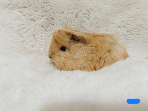 Sevimli guinea pig yavruları