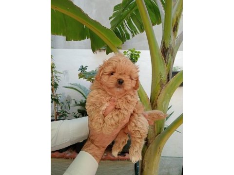 Maltipoo yavrular
