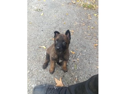 A kalite malinois