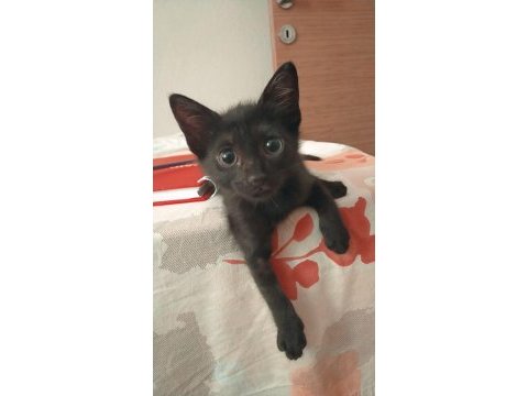 3 aylık dişi sağlıklı bombay kedisi kadriye