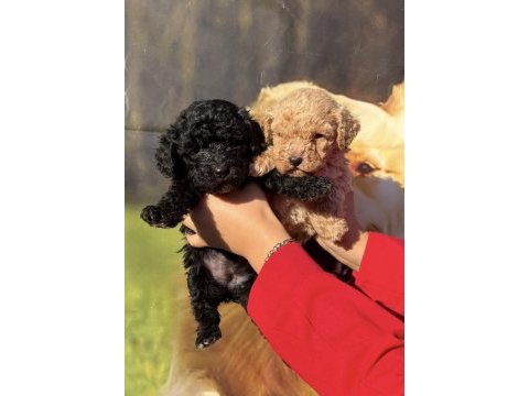 Siyah toy poodle bebekler ruhsatlı çiftlik 