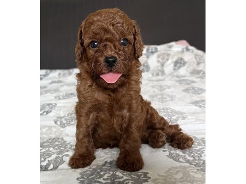 Red mini poodle bebekler