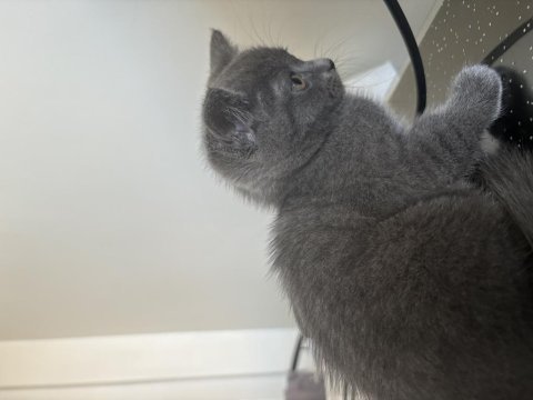 1,5 aylık yavru british shorthair kedimiz