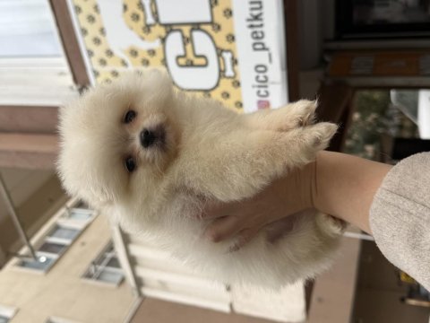 Pomeranian teddy face 