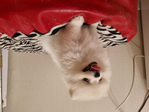 Kar beyazı çok iyi kalite pomeranian boo