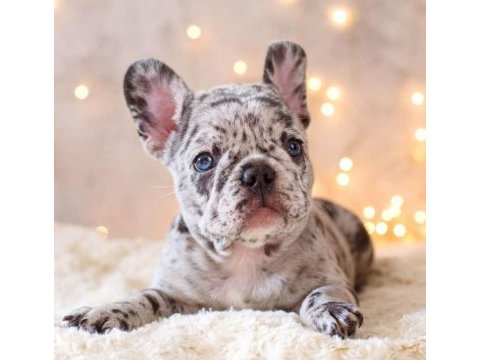 Safkan french bulldog merle