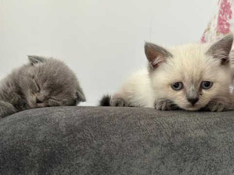 2 erkek 3 dişi 2.5 aylık scottish fold yavrular