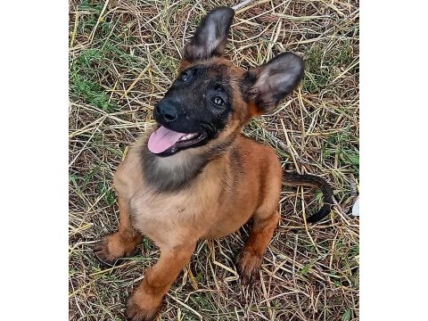 Anatomi harikası malinois belçika kurdu