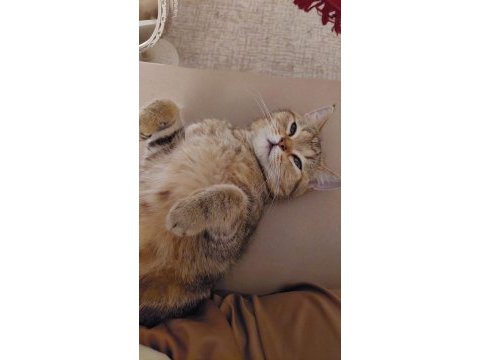 Golden tabby british shorthair erkek 1 yaşında